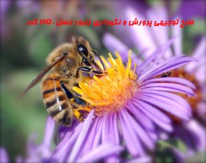 طرح توجیهی پرورش و نگهداري زنبور عسل 1250 کندو