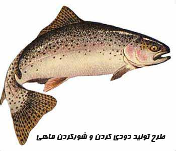 طرح تولید دودي کردن و شورکردن ماهی
