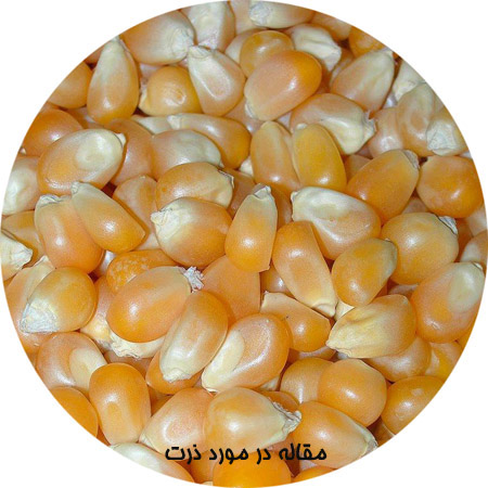 انشا در مورد ذرت