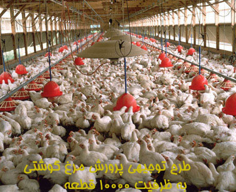 طرح توجيهي پرورش مرغ گوشتي به ظرفیت 10000 قطعه