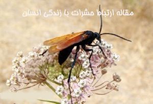 مقاله ارتباط حشرات با زندگی انسان