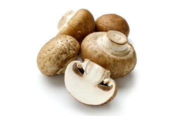 مقاله در مورد قارچهاي خوراكي صدفي