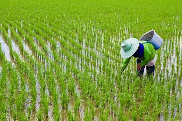 مقاله مصرف بهینه کود گامی در جهت خودکفایی برنج