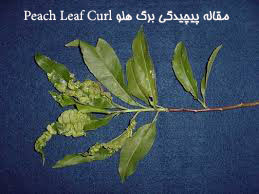 مقاله پیچیدگی برگ هلو Peach Leaf Curl