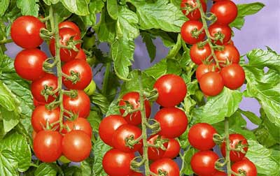 تحقیق کشت گوجه فرنگی در گلخانه