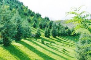 مقاله تاريخچه جنگل كاري در ايران