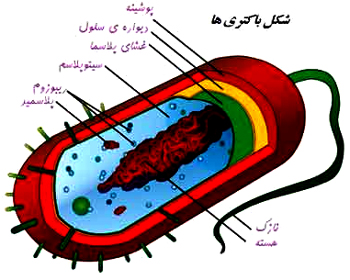 مقاله در مورد باکتری ها