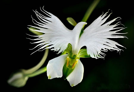 تحقیق انواع گل 15 نوع گل