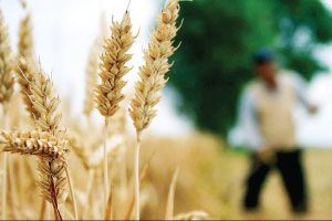 پاورپوینت گزارش افزايش توليد محصولات زراعي