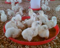 مقاله اجرای سیستم HACCP در واحدهای پرورش مرغ گوشتی