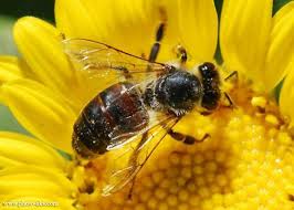 پاورپوینت پرورش زنبور عسل