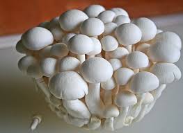 پاورپوینت طرح پرورش قارچهای خوراکی