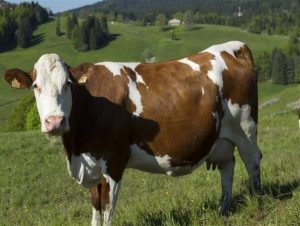 طرح کارافرینی 50 راسی گاو شیری