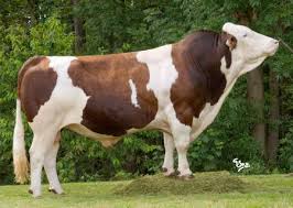 طرح توجیهی گاو داری شیری 400 راسی