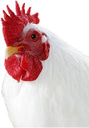 مقاله آنفلوانزای مرغی
