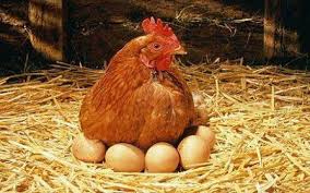مقاله استفاده از كنجاله كلزا در جيره مرغان تخمگذار
