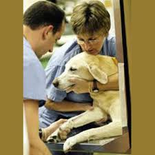 مقاله بیماری های عفونی در دامپزشکی برای حیوانات