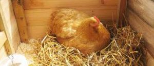 مقاله تزريق اسيدهاي آمينه به تخم مرغ مادران گوشتي و اثر آن بر درصد جوجه در آوری