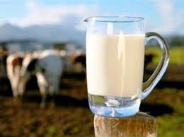 مقاله در مورد شیر گاو
