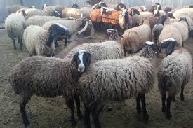 پاورپوینت اقتصاد گوسفند داری
