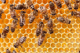 پاورپوینت تولید مثل و تشکلات کندوی زنبور عسل