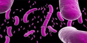 تحقیق و پژوهش در مورد باکتری بروسلا