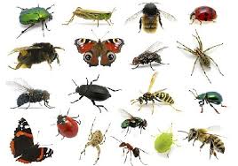 تحقیق و پژوهش در مورد حشرات