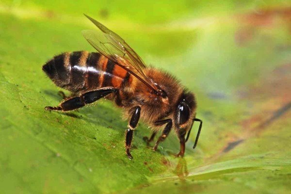 تحقیق و پژوهش در مورد زنبورها