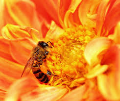 سمینار الگوريتمهاي مبتني بر هوش اجتماعي رويكردي به الگوريتم زنبور عسل