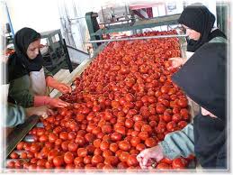 کاراموزی تولید کنسرو و رب گوجه فرنگی گزارش از شركت صنايع غذايي گلستان عصاره