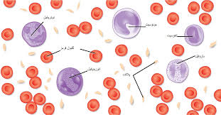 پایان نامه ميكرونوكلئوس و فعاليت ميتوزي لنفوسيت هاي خون