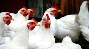 پايان‌ نامه بررسي تأثير عوامل مديريتي بر صفات اقتصادي گله‌هاي مرغ مادر گوشتي