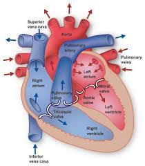 تحقیق دستگاه گردش خون (قلب)