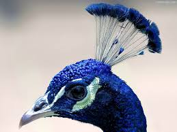 تحقیق طاووس آبي هندي