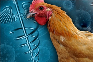 تحقیق شناسائي بيماري آنفلوانزاي مرغي – درمان – كنترل – پيشگيري