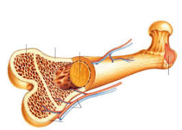 تحقیق در مورد بافت استخواني (Bone tissue)