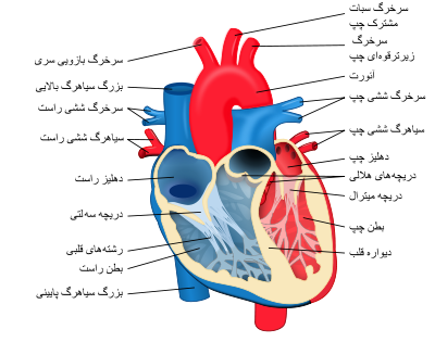 تحقیق در مورد آناتومی قلب