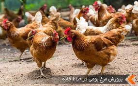 اصول پرورش مرغ گوشتی