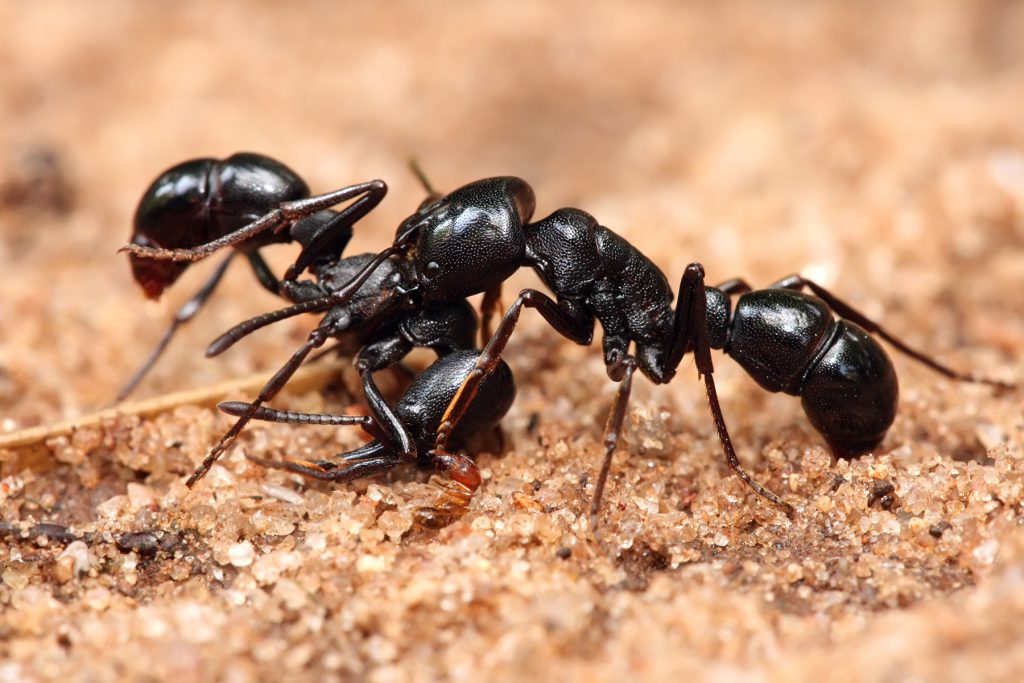 تحقیق در مورد مورچه‌ ها (مورچه‌ هاي سياه آتشين)
