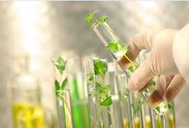 تحقیق فعاليتهاي علمي‌اصلاح نباتات تحقيقات در زمينة محصولات زراعي عمده از جمله غلات