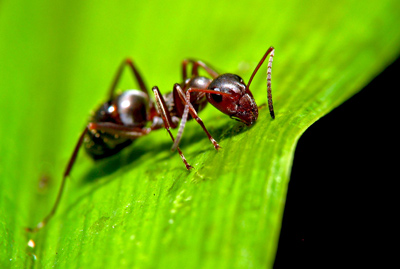 روش های از بین بردن مورچه در خاک گلدان, راههای از بین بردن مورچه در خاک