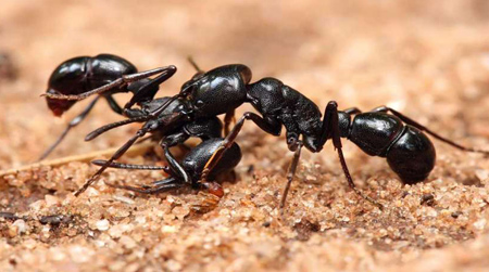 از بین بردن مورچه,از بین بردن مورچه در خاک گلدان